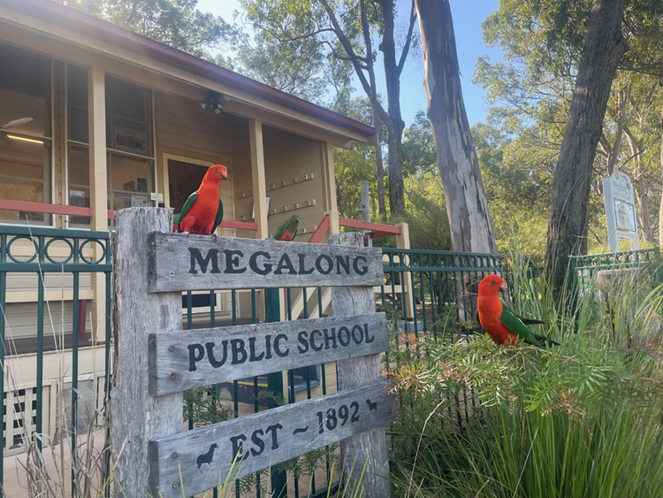 King parrots on school sign